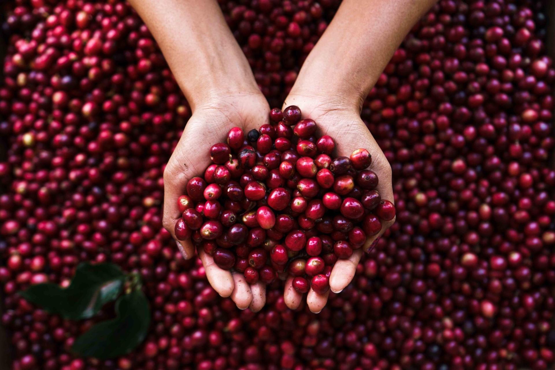 milanosalekit.com.vn